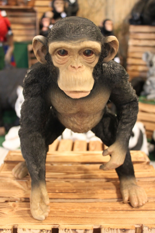 Schimpanse klein, stehend